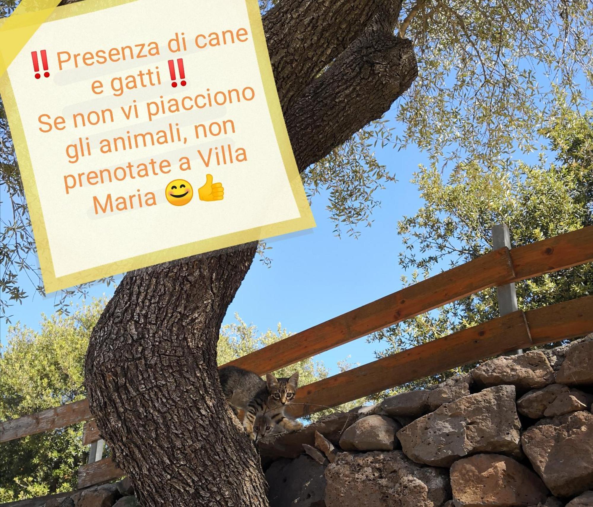 Villa Maria Dorgali Esterno foto